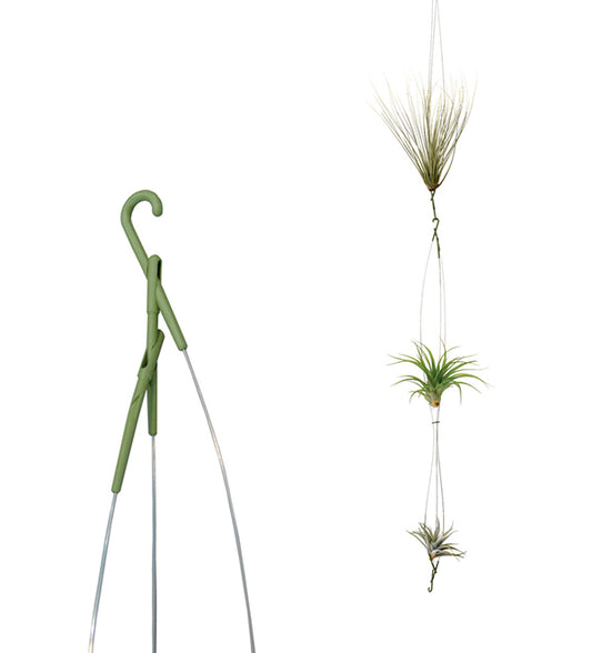 Airplant - Support for Tillandsias