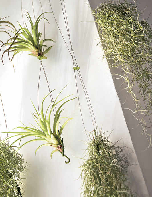 Airplant - Support pour Tillandsias